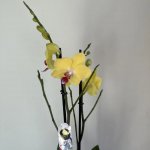 Фаленопсис с доставкой по Кирову - Интернет-магазин Дари цветы